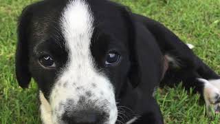 American Staffy X German Wired-haired Pointer pups