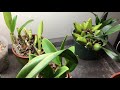 ferncrafts winter setup for orchids nov 2017