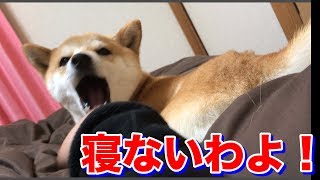 柴犬ハナは段々眠くな〜るで、ムッとする-- Shiba plays rolling!