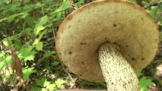 An Autumnal Bolete