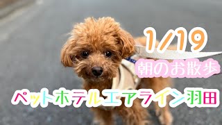 1/19朝☀️ワンちゃんドッグラン〜猫ちゃん〜のご様子です♪羽田空港近くのペットホテルエアライン羽田にご宿泊中のペットちゃん達です♡