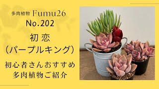 【多肉植物】これも初心者さんおすすめ✨こんな寄せ植えも出来ますよ♪