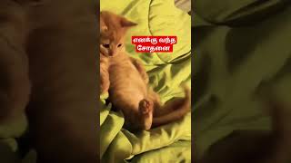 😭😭சோதனை அதான் சாதனை😭😭 #funny #reels #cat #TamilzhisaiTMS