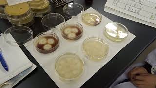 171023生物工学実験Ⅲ（応用微生物学①バチルス菌アミラーゼ）