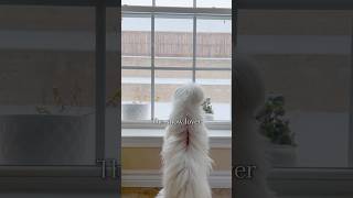 Two Dogs, Two Reactions to Snow ❄️ #maltese #dog #maltesedog #doglover #snow #dogreaction #twodogs