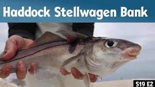 Haddock scouting on Stellwagen Bank