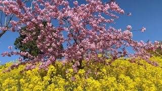 2022/03/15　河津桜満開！　菜の花に癒される犬寄峠の黄色い丘　その５　〜愛媛県伊予市〜