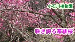 小石川植物園・寒緋桜 （4K）