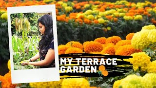 marigold flower harvesting-yellow orange marigold | terrace garden | rooftop garden | ಚೆಂಡು ಹೂ