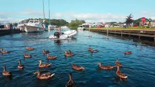 🇮🇪☘ SO MANY CHEEKY HUNGRY MALLARD DUCKS🦆GULLS🕊KINNEGO MARINA IRELAND⚓#tranquility💧LIKE👍🙏subscribe🙏😇