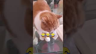 You just make me laugh #youtubeshorts #cat #funny #shorts