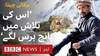 Wild Life: 'I searched for 5 years but Snow Leopard visited me first'  - BBC URDU