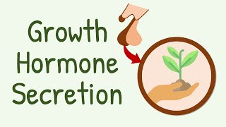Growth Hormone Secretion