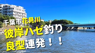 【花見川でハゼ釣り】良型連発！延べ竿で楽しむ彼岸ハゼ釣り！