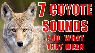 7 Coyote Sounds Explained: Coyote Calls and What They Mean