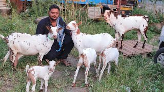 8007275555 Quality Nasi Barbara and Barbari goats at MSB goats Aurangabad Maharashtra