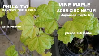 Defoliate; ACER CIRCINATUM  VINE MAPLE TREE, 4 OF THEM RESCUED FROM A VINTAGE NURSERY PHILA TV!