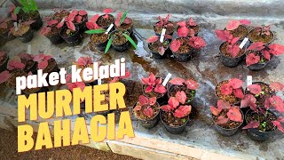 Paket keladi spesial desember ceria | 4 pot 50 ribu