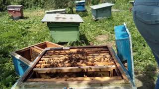 How to give a case to a beehive? How to throw a layer to the hive?