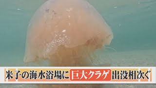 警戒！海水浴場に「巨大クラゲ」が相次いで出没、刺される海水浴客も