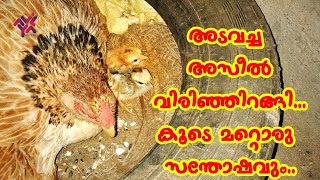 അസീൽ വിരിഞ്ഞിറങ്ങി, കൂടെ മറ്റൊരു സന്തോഷവും | Result of Naturally Egg Hatching Method | Aviyal media