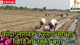 उन्हाळी कांदा लागवड पद्धत संपूर्ण माहिती | summer onion planting full information