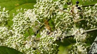 ヒメスズメバチ♀がウドの花で吸蜜