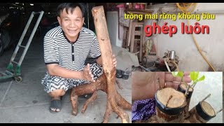 Mai rừng ghép , đã bung chồi,cách trồng mai không bầu,Cry.appletree # 168