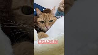 #cat #にゃんすたグラム #猫のいる暮らし #にゃんちゅーばー #保護猫 #にゃんグラム #cute #にゃんむるにゃんむ #猫のいる生活 #にゃんすたぐらむ