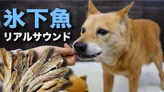 【氷下魚リアルサウンド】夢之丞のモッパン！おやつを丸ごとパクパク食べるおいしい音♫ Eating Sound ASMR