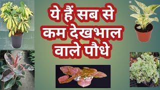 ये हैं सब से कम देखभाल वाले पौधे | Low Maintainance Indoor Plants For Low Light Area