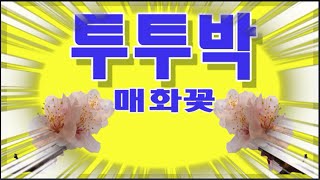 투투박=매화꽃 스텝STEP 사교댄스 양킥발 리듬댄스 66통합발 쌍쌍발 따닥발뽕발짝춤 초보 기초 기본 배우기 학원