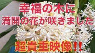 『＃超貴重映像』＃幸福の木に満開の花が咲いた！BGM[前之浜節/前之浜龍神]ソルフェジオ周波数音楽