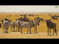 african wildlife 4k survival challenges in the land of predators relaxing music