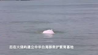 中華白海豚逐浪嬉戲廈門灣