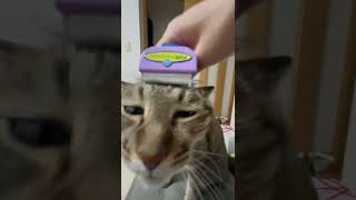 ファーミネーターと猫