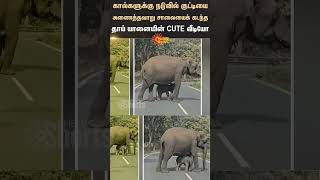 Viral Video | Mother Elephant's Cute Video | Nilgiris | Mudumalai | Sunnews