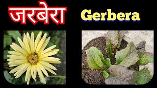 514- Gerbera Plant Care And Repoting / जरबेरा के पौधे की देखभाल / जरबेरा के लिए सही तापमान / Flower