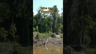 Selva amazônica na margem do rio Amazonas, estado do Pará.