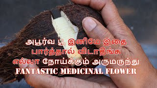 அபூர்வ பூ இனிமே இதை பார்த்தால்  விடாதீங்க | எல்லா நோய்க்கும் அருமருந்து | fantastic medicinal flower