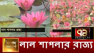 লাল শাপলার রাজ্য | News | Ekattor TV