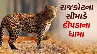 Rajkot ગ્રામ્ય વિસ્તારમાં દિપડાના ધામા વન વિભાગે દિપડાને પકડવા પાંજરૂ મૂક્યું |Leopard | TV9Gujarati