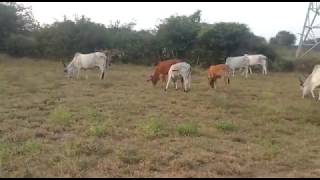 Lovely Kangayam Cows |Wonderful Moments