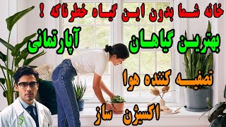 بهترین گیاهان آپارتمانی تصفیه کننده هوا و اکسیژن ساز ☘️ #گیاهان_آپارتمانی