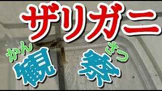 ザリガニ観察part1