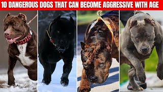 10 Dangerous Dogs That Can Become Aggressive With Age