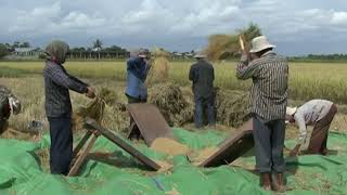 វីដេអូបច្ចេកទេស៖ បច្ចេកទេសផលិតកម្មដំណាំស្រូវស្រាលដែលធន់នឹងការប្រែប្រួលអាកាសធាតុ (ផ្នែកទី៣)