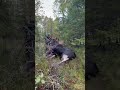 Giant Moose taken at the NORMA Moosehunt 23 | Sweden hunting