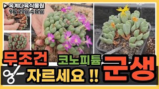 [09/27] 코노피튬 군생 !! 그대로 두지마시고 따라오셔요 !!!