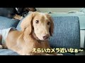 お留守番の待ち方がおかしい犬達【ミニチュアダックスフンド】【カニンヘンダックスフンド】【ダックスフンド】